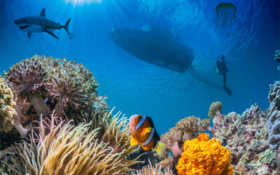 Podwodny Świat – Zwierzęta morskie dla dzieci