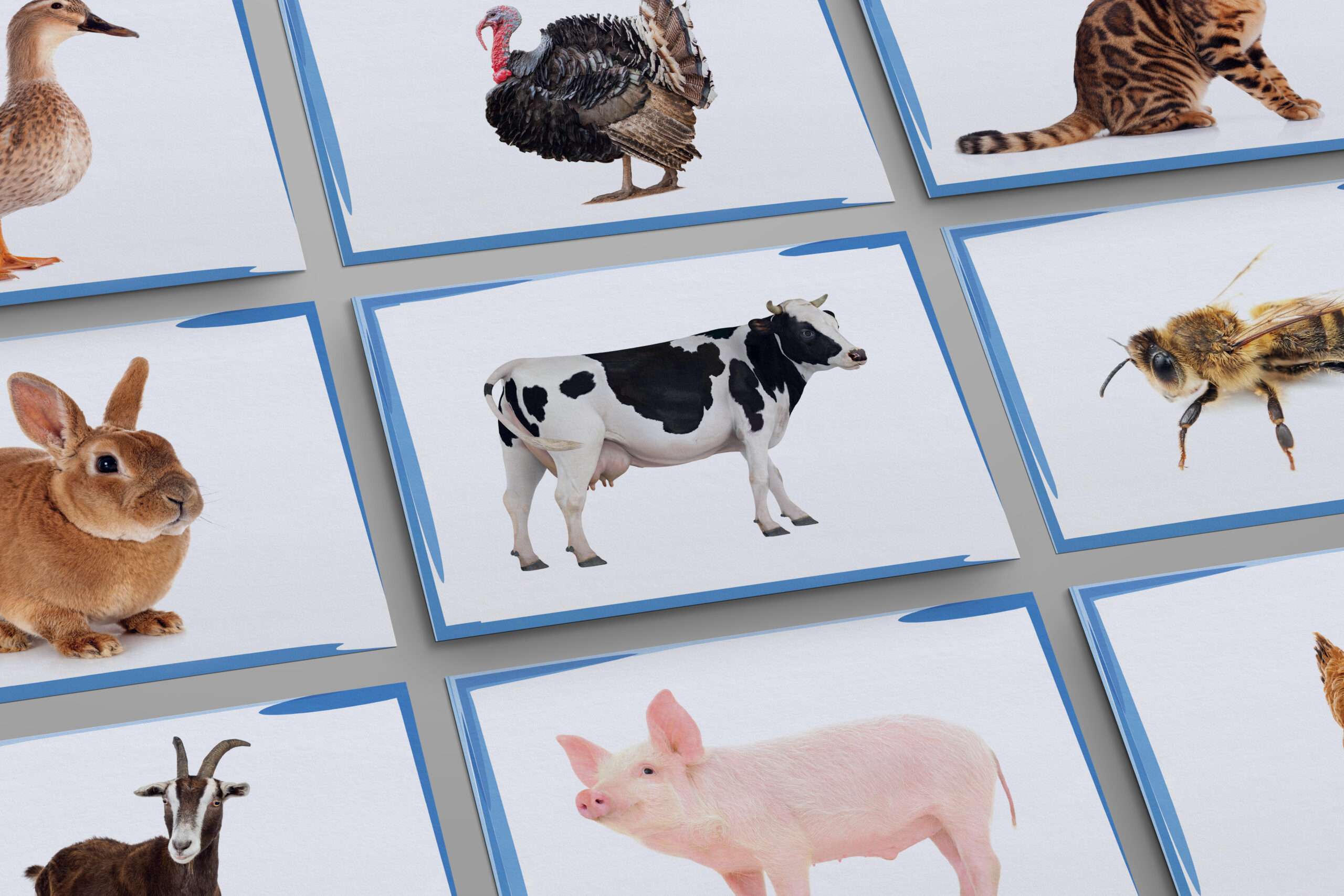 Farm Animals – Katry Prezentacyjne dla Nauczycieli Angielskiego - obrazek 2