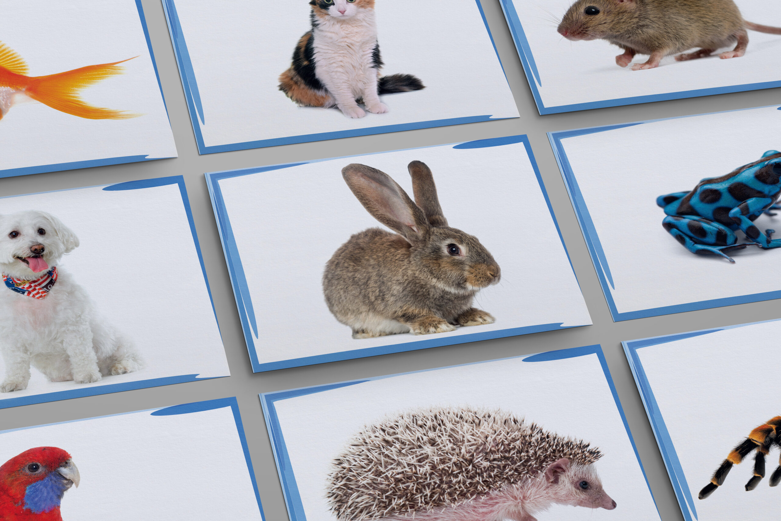 Pets Zwierzęta Domowe – Katry Prezentacyjne dla Nauczycieli Angielskiego - obrazek 2