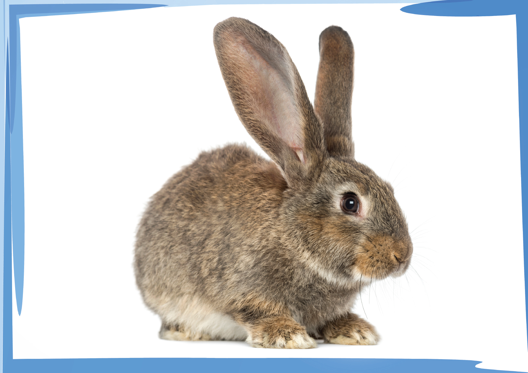 Pets Zwierzęta Domowe – Katry Prezentacyjne dla Nauczycieli Angielskiego - obrazek 3