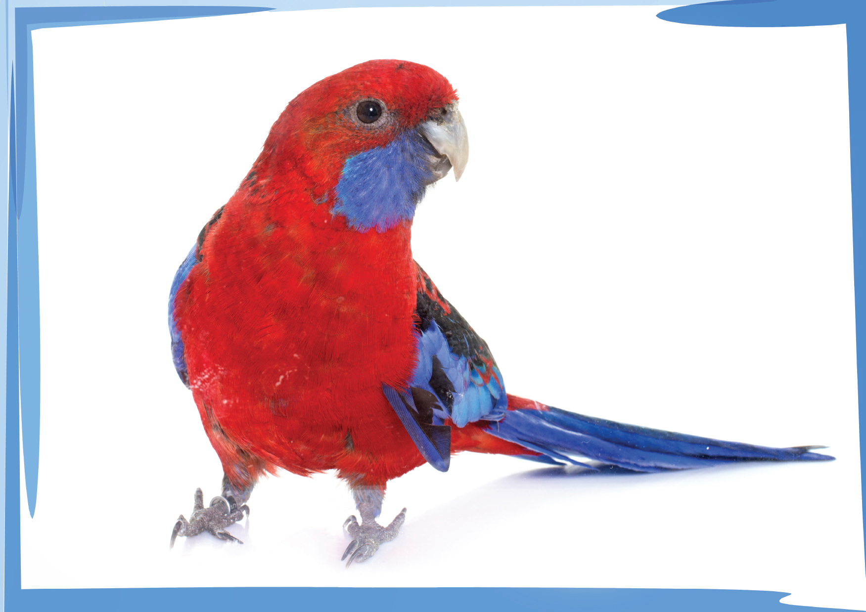 Pets Zwierzęta Domowe – Katry Prezentacyjne dla Nauczycieli Angielskiego - obrazek 4