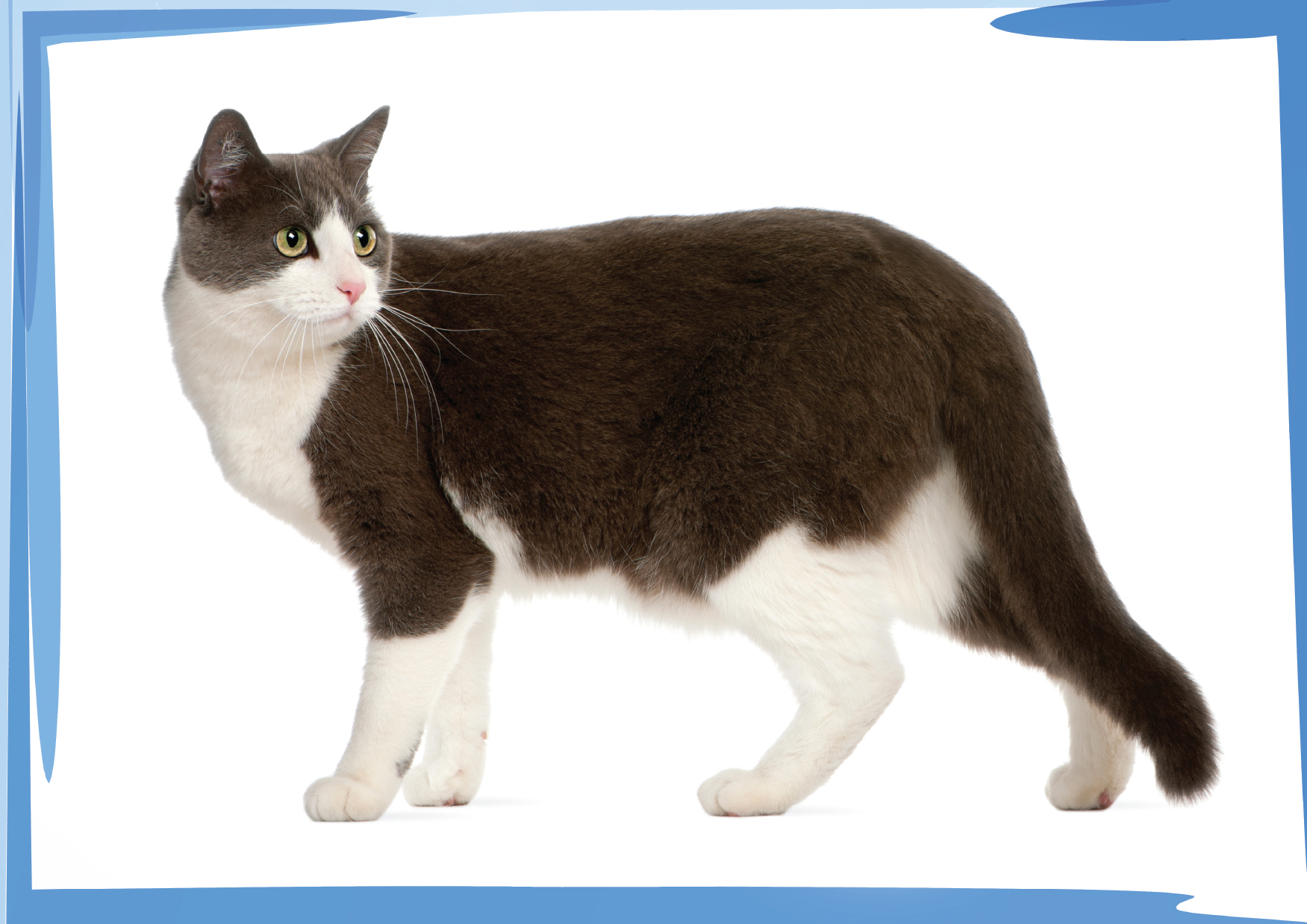 Pets Zwierzęta Domowe – Katry Prezentacyjne dla Nauczycieli Angielskiego - obrazek 5