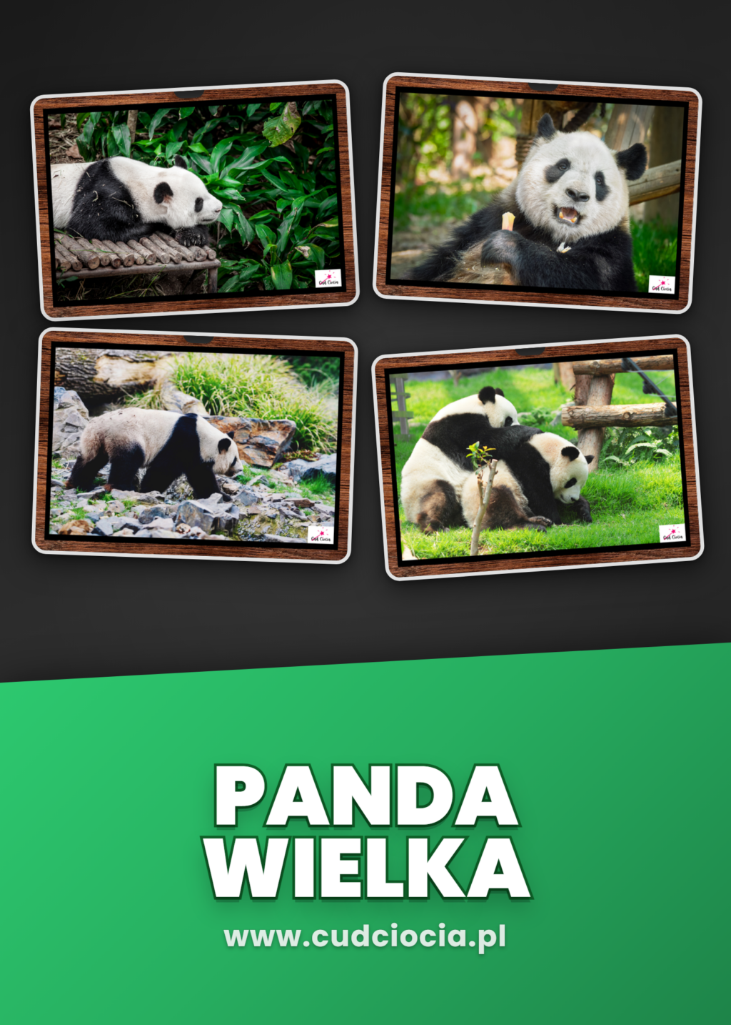 Panda Wielka — Pakiet 38 Stron (Karty, Ciekawostki, Kukiełki)