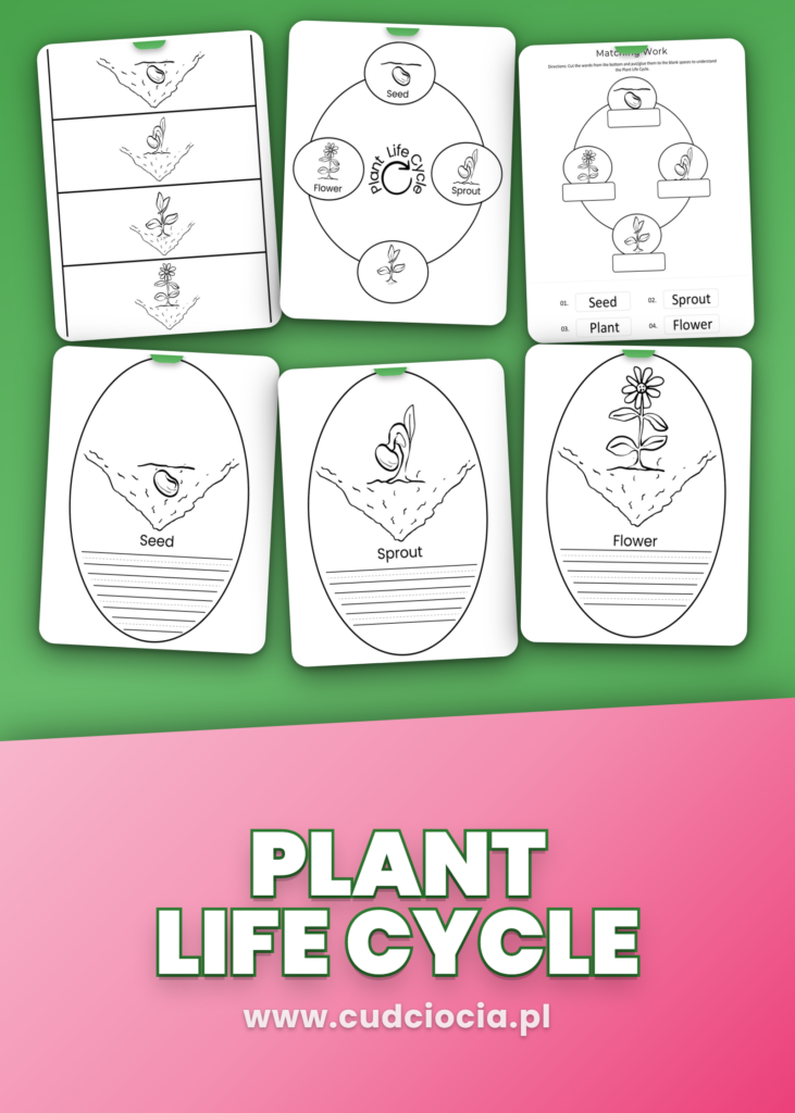Cykl Życia Rośliny ANG — 10 Kart Pracy (Plant Life Cycle Karty Pracy)