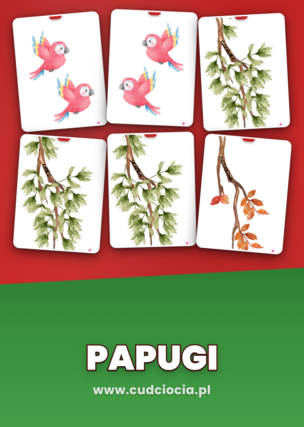 Papugi — Nasze Urodziny (Kalendarz Urodzin Przedszkole)