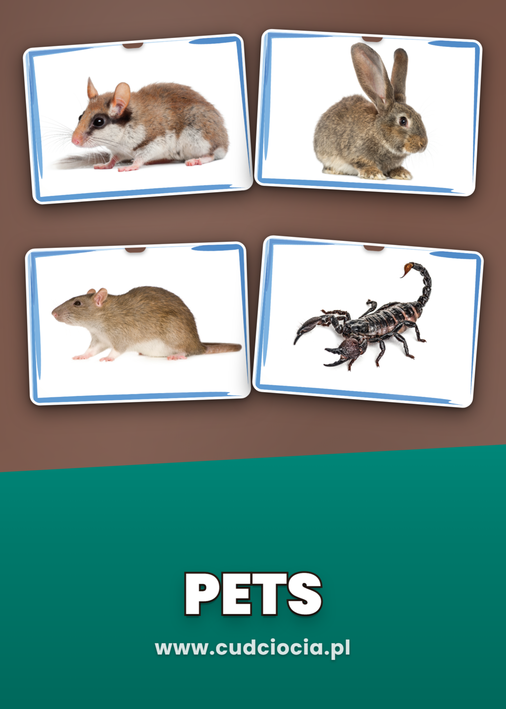 Zwierzęta Domowe – Karty Prezentacyjne ANG