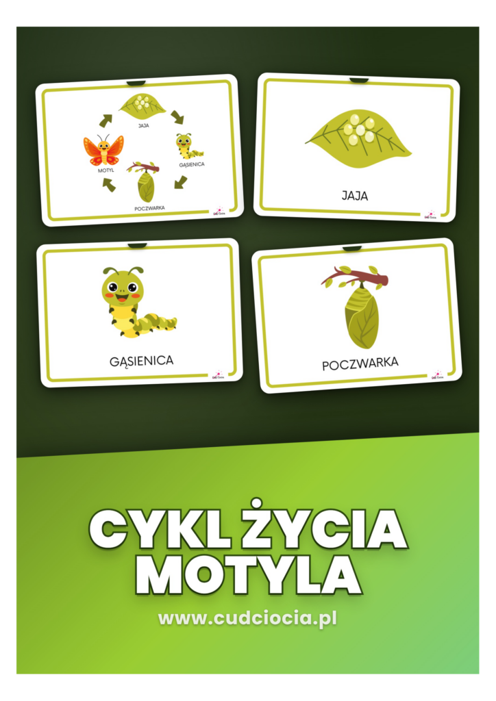 Cykl Życia Motyla — Karty Dydaktyczne (4 Etapy)