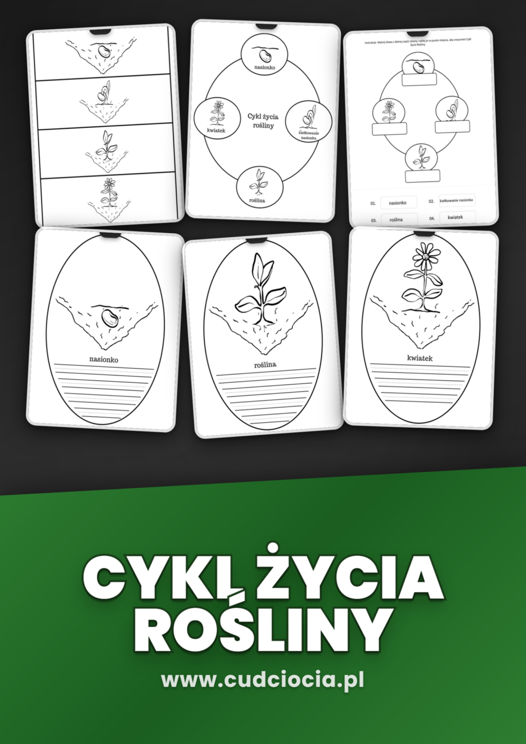 Cykl Życia Rośliny — Karty Dydaktyczne (4 Etapy)