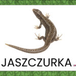 Pokaż stronę 3