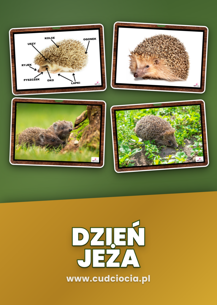 Dzień Jeża - GIGA PAKIET