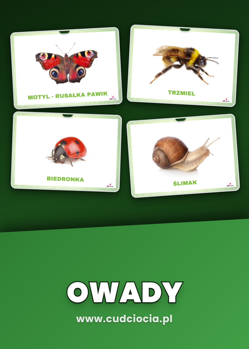 Owady - KARTY DYDAKTYCZNE