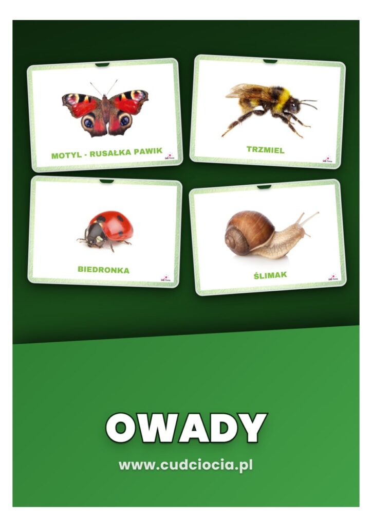 Owady — 22 Karty Dydaktyczne PL z Fotografiami
