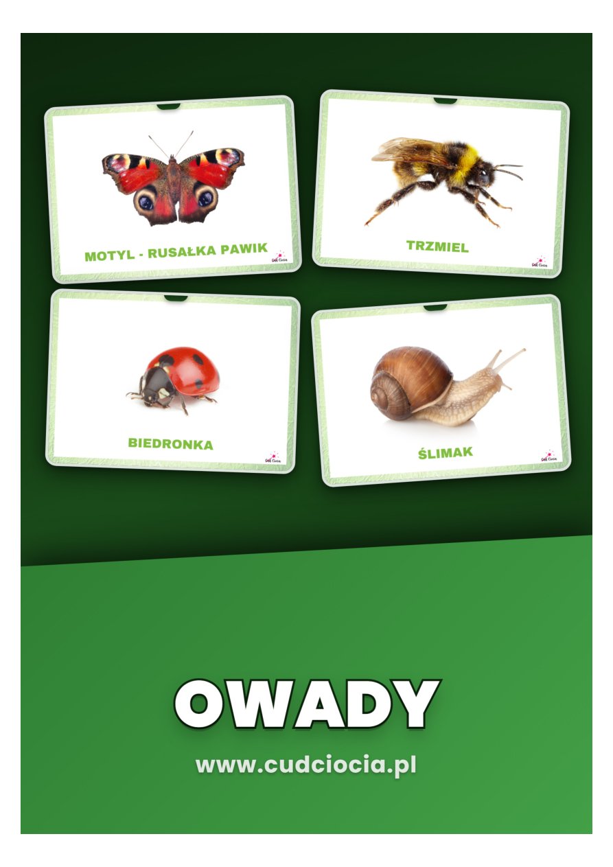 Owady — 22 Karty Dydaktyczne PL z Fotografiami (A4)
